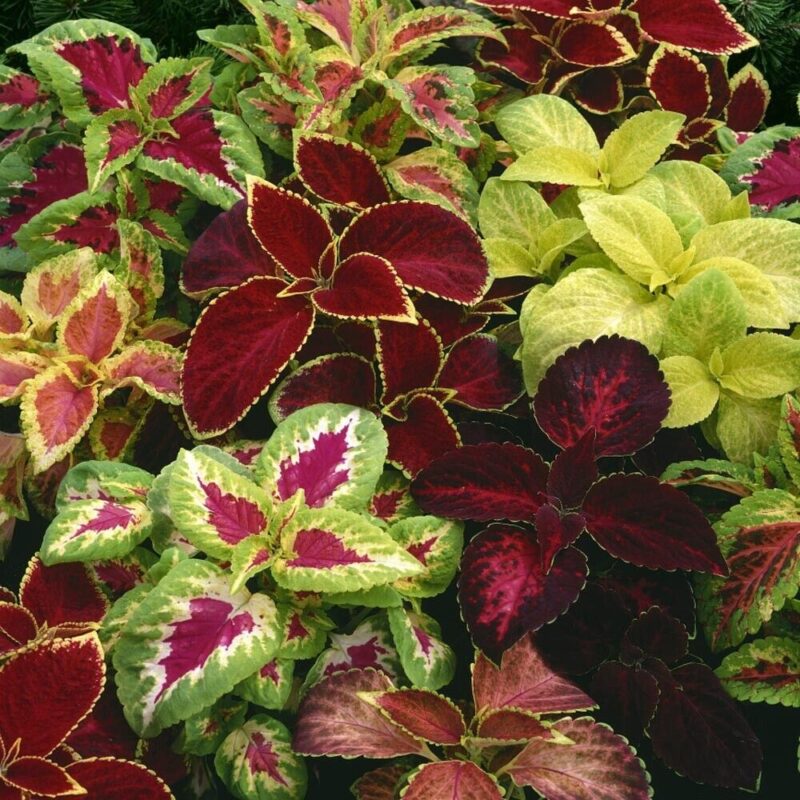 500+ coleus rainbow mix seeds