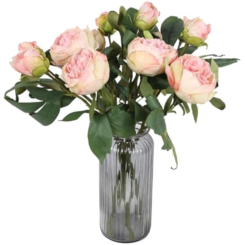 41qx2apesil. ac us800 .jpg