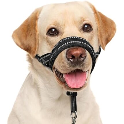 41r zddjnjl. ac us800 .jpg