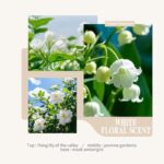 41aycendq5l. ac us800 .jpg